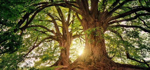 Patanjali's Eight Limbs of Yoga